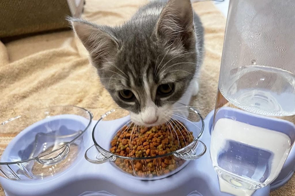 Cat bowls